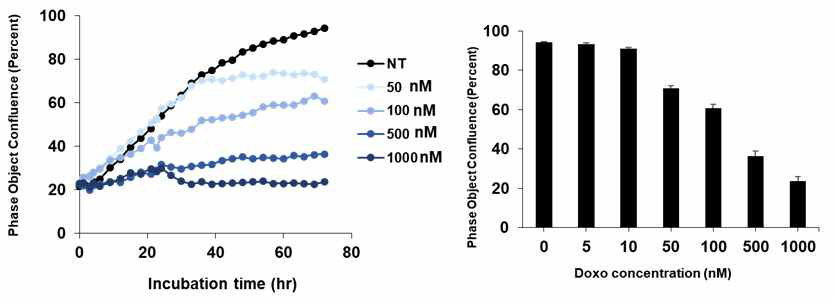Doxorubicin 처리에 따른 EPC의 세포 성장 실시간 추적 Incucyte 그래프