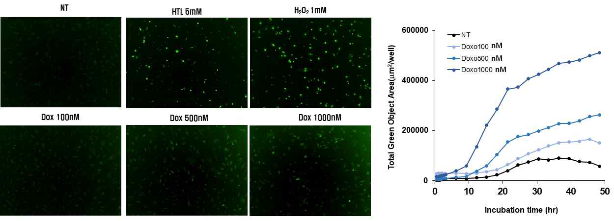 Doxorubicin 처리에 따른 EPC의 ROS 생성 실시간 추적 Incucyte 그래프