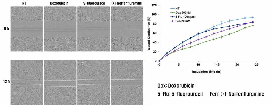 Doxorubicin, (+)-Norfenfluramine에 의한 endothelial cell migration 억제 효능 분석