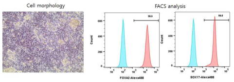 Definitive endoderm 분화유도 및 FACS를 이용한 마커 발현 분석