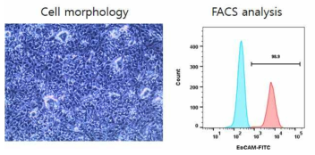Hepatic progenitor 분화유도 및 FACS를 활용한 마커 발현 분석