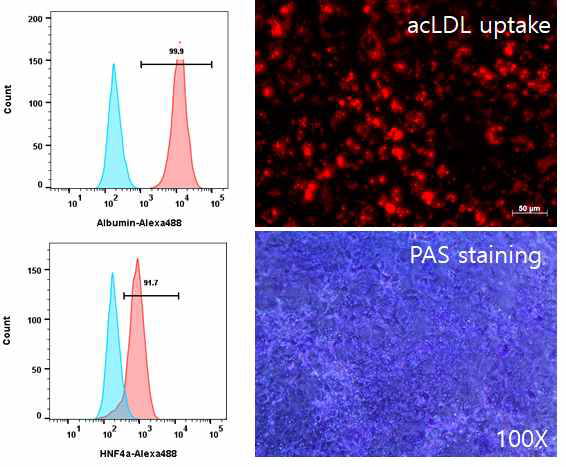 FACS를 활용한 hepatocyte 마커 발현 분석 및 hepatocyte functional assay (acLDL uptake, glycogen storage assay)