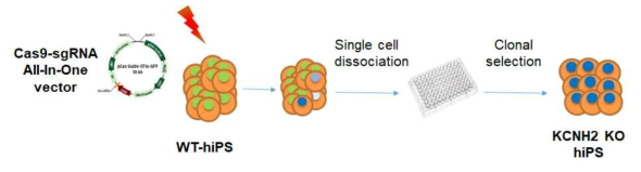 All-In-One CRISPR vector를 통한 LQTS 모델 세포 확립과정