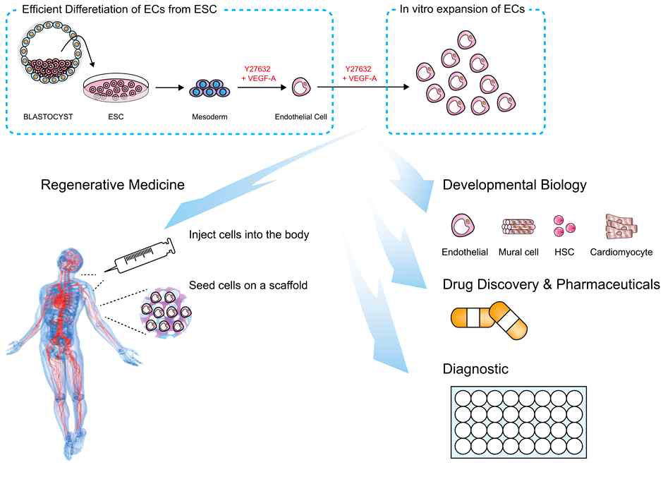줄기 세포를 이용한 신약 개발 및 활용 현황