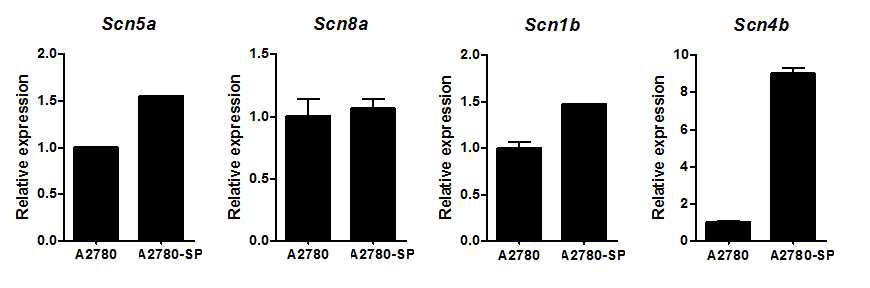 Gene expression of sodium channel in ovarian CSCs