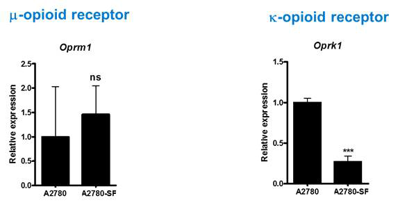 Gene expression of Opioid receptors in Ovarian CSCs