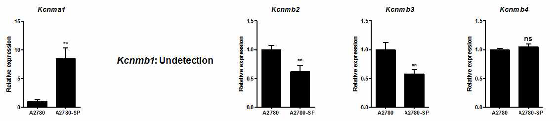 Gene expression of BK channel in ovarian CSCs