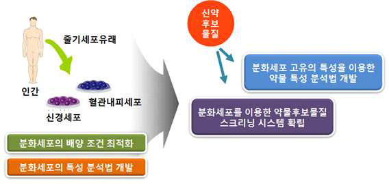 분화세포를 사용한 신약후보물질 스크리닝 시스템