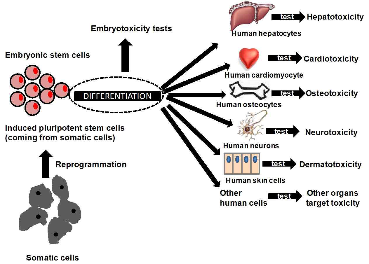 줄기 세포를 이용한 독성 테스트 모델