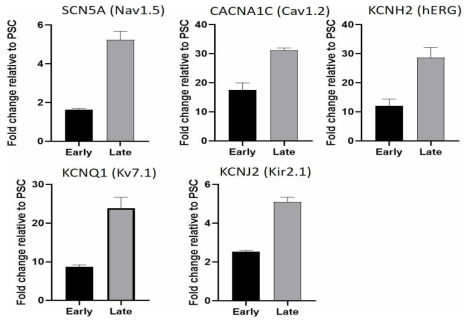 인간줄기세포 유래 심근세포에서 SCN5A, CACNA1C, KCNH2, KCNQ1, KCNJ2의 채널 발현 양상을 realtime PCR을 활용하여 확인. Early는 분화 후, 10일째 세포이며, Late는 분화 유도 10일째 성숙한 심근세포 분화 배지로 10~20일간 분화 유도한 세포임