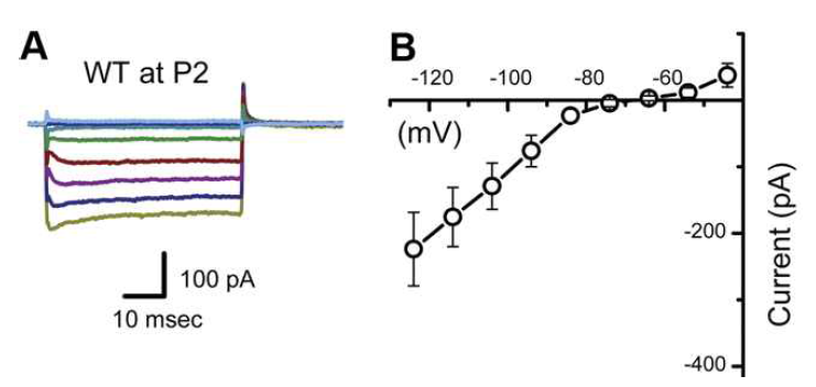 KiR2.1 channel I-V curve