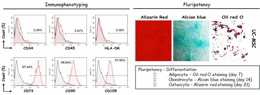 Immunophenotyping 결과, unstimulated UC-MSC는 전형적인 줄기세포 표현형이었고(좌), 분화 후 지방세포, 연골세포, 조골세포로 분과가 가능하였음 (우)