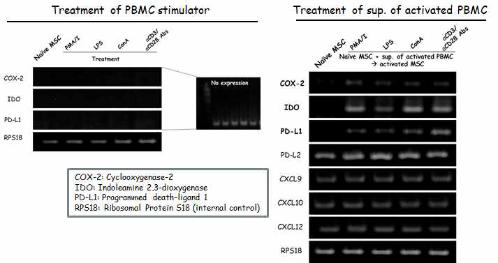 PBMC stimulator 자체는 UC-MSC를 activation시키지 않지만(좌), stimulator 자극을 받은 PBMC의 상층액은 UC-MSC를 활성화시킴(우)