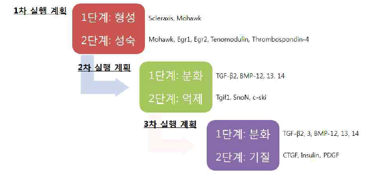 힘줄 분화 촉진 유전자 선별 전략