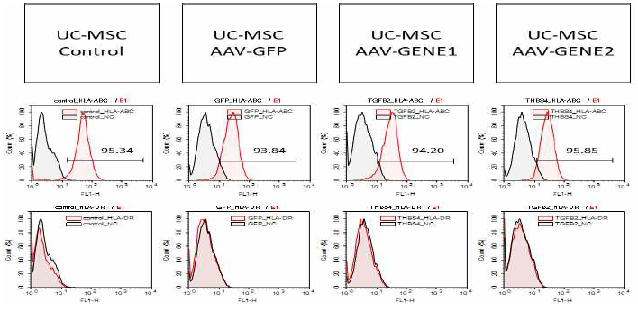 GE-UC-MSC-Control 및 GFP, GENE1, GENE2 삽입된 GE-UC-MSC의 HLA-ABC, HLA-DR 결과 (대표그림)