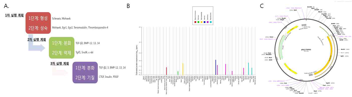 힘줄 분화 촉진 유전자 선별 및 삽입 A. 선별전략, B. 장기별 목표 유전자 발현도, C. 삽입 벡터 정보