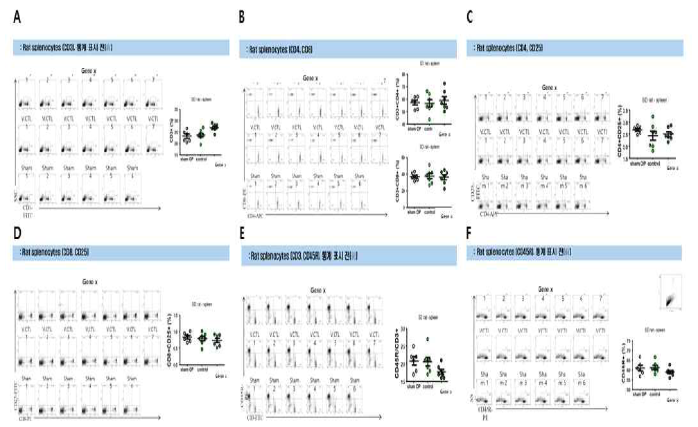 투여 후(後) 14일에 비장세포에서 면역학적 안전성 평가 결과. A. Rat splenocytes (CD3의 비율). Gene X 그룹은 Vector control 그룹(P = 0.012)과 Sham 그룹(P = 0.022)에 비해 T cells 비율이 증가. B. CD4 및 CD8 비율, 그룹 간 차이 없음. C. CD4 및 CD25 비율, 그룹 간 차이 없음. D. CD8 및 CD25 비율, 그룹 간 차이 없음. E. CD3 및 CD45R 비율, Gene X 그룹은 Sham 그룹에 비해 B cell / T cells 비율이 감소 (P = 0.043), F. CD45R 비율, Gene X 그룹은 Vector control 그룹에 비해 B cells 비율이 감소(P = 0.048). Gene X 유전자강화에 따라서 비장 내 T 세포 비율이 증가하기는 하였으나 T 세포의 반응성에는 차이가 관찰되지 않았음