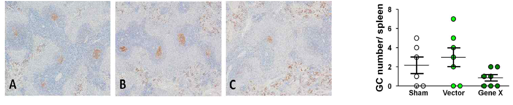 그림 12 투여 후(後) 14일에 비장에서 종자중심 형성을 보여주는 PCNA 면역화학염색 사진. (A) Sham 그룹, (B) Vector control 그룹, (C) Gene X 그룹. Gene X 그룹에서 평균적으로 낮은 숫자의 종자중심이 관찰되었으나 통계적 유의성은 없었음
