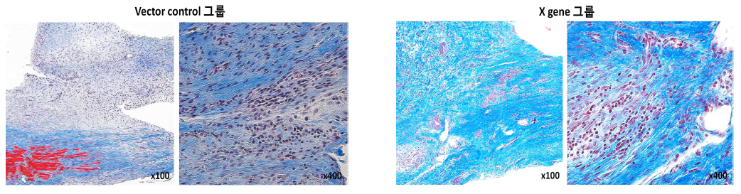 그림 13 투여 후(後) 14일 건 사진. Vector control 그룹과 Gene X 그룹 모두에서 granulation tissue가 생겼으며, 건 주변과 건 다발 사이사이에 약간의 염증세포 침윤이 있으며, 두 그룹 사이에 현저한 차이를 나타내지는 않았음