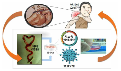 난치성 오십견 환자에게 제대유래 중간엽줄기세포를 치료제로 사용하기 위해 면역학적 안전성과 유효성 평가를 위한 기준 및 시험법을 확립하고 해당항목을 평가함