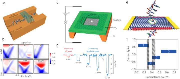 (a) 단일 가닥 DNA가 통과하는 armchair GNR이 있는 나노 채널 장치의 개략도, (b) E-EF와 Vb에 따른 Δg. DNA base와 physisorbed 된 메틸화 DNA 염기, (c) 전형적인 Gr nanopore 장치 레이아웃의 개략도. (d) 이중 가닥 DNA 전류 차단은 그래핀 나노 기공(파란색)의 얇은 막 때문에 SiNx 기공 (빨간색)보다 크다, (e) nanopore와 금속 지그재그 Gr 나노 리본의 도식, (f) DNA 4개의 염기의 전류 변조