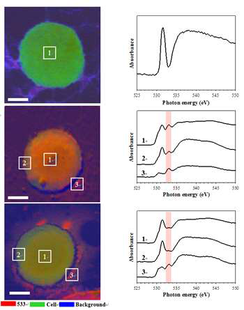 시간에 따른 Colo205 세포의 산소 스펙트럼 변화. 좌: 시간에 따른 산소 스펙트럼의 변화를 이미지화 시킨 그림, 우: 좌의 숫자에 해당하는 영역의 X-ray 흡수 스펙트럼