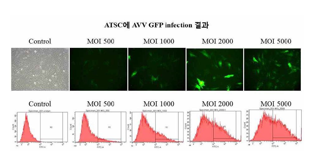 지방간엽줄기세포에 AAV를 활용하여 GFP 유전자 발현 조건 확립