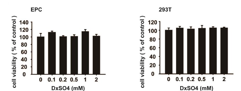 Dextran sulfate (DxSO4)의 세포 무독성 확인