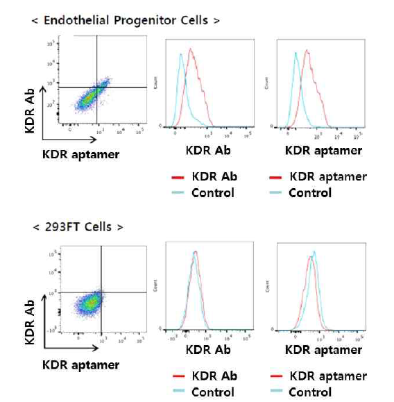 KDR 압타머의 혈관내피전구세포 특이적 결합 확인