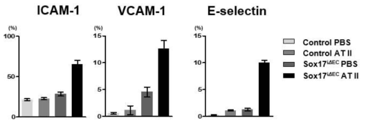 뇌혈관에 정상적으로 낮은 발현을 보이는 ICAM-1, VCAM-1, E-selectin이 Sox17 내피-결핍과 고혈압 유도 생쥐에서 발현의 증가를 확인함
