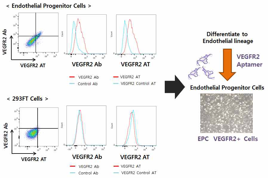 VEGFR2 압타머와 혈관내피세포의 특이적 결합