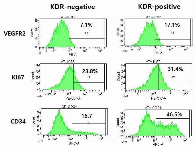 KDR 압타머 기반 혈관내피세포의 분리기술 확립 및 분리된 세포의 특성 분석
