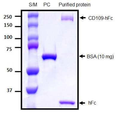 hCD109-Fc 융합단백질 발현 정제