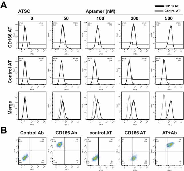 C166 압타머의 중간엽 줄기세포 특이적 결합 여부 분석