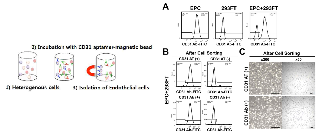 CD31에 대한 압타머와 항체를 이용한 MACS 기반 혈관내피세포분리기술의 확립