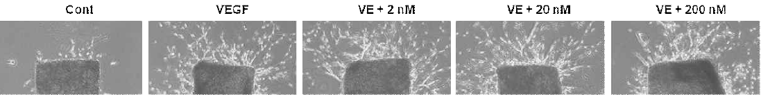 VEGF에 의한 혈관내피세포의 관형성 및 이동에 압타머 저해 분석