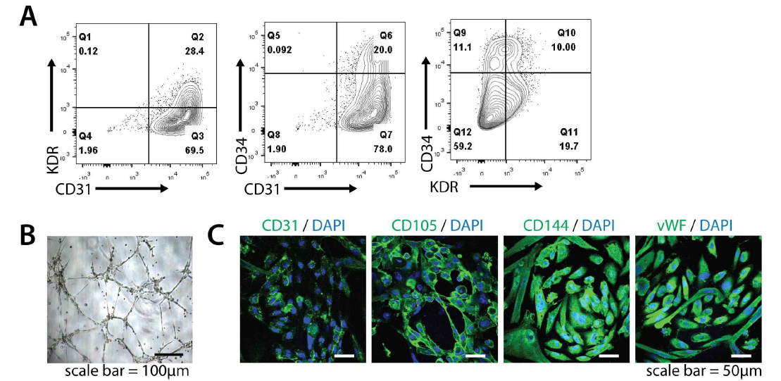 역분화 줄기세포의 CD31+/KDR+ 혹은 CD34+/KDR+ 혈관내피전구세포로의 분화