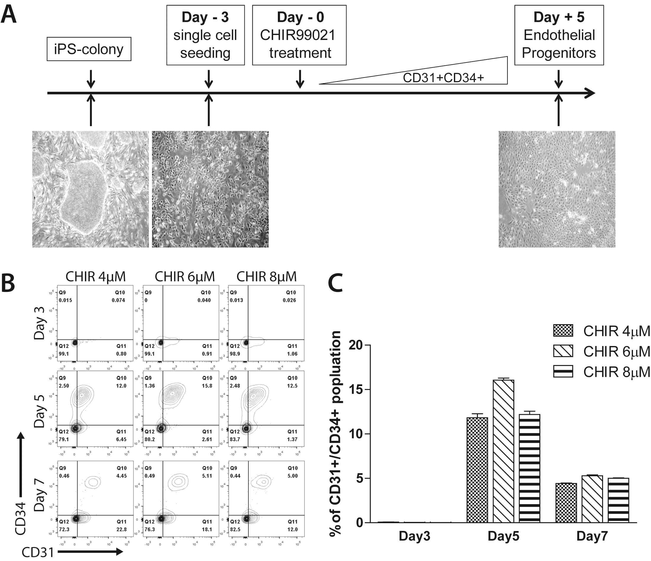 역분화 줄기세포의 CD31+/CD34+혈관내피전구세포로의 분화 최적화