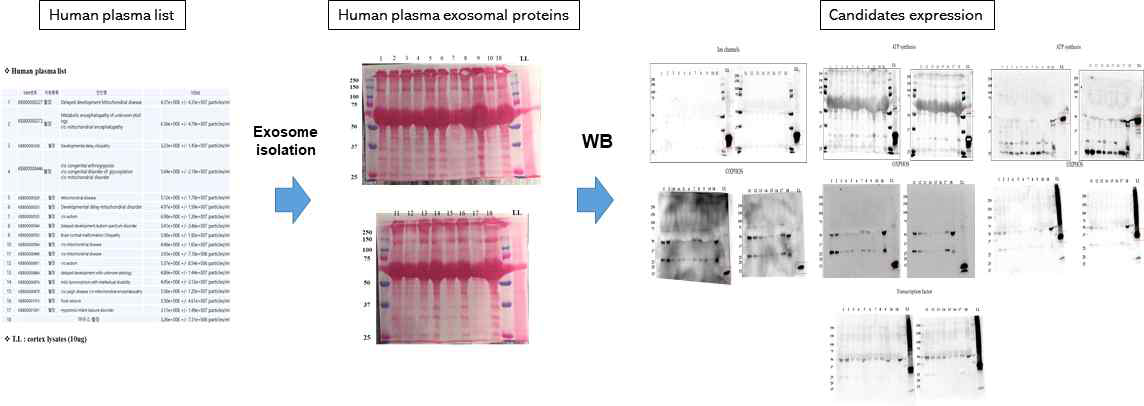 뇌질환 환자 혈액 유래 엑소좀 분리 및 후보단백질 발현 검증