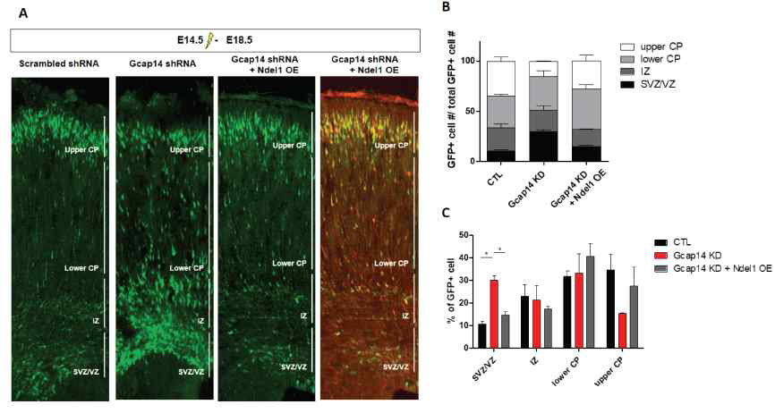 GCAP14의 neuronal migration에 미치는 영향과 NDEL1에 의한 rescue