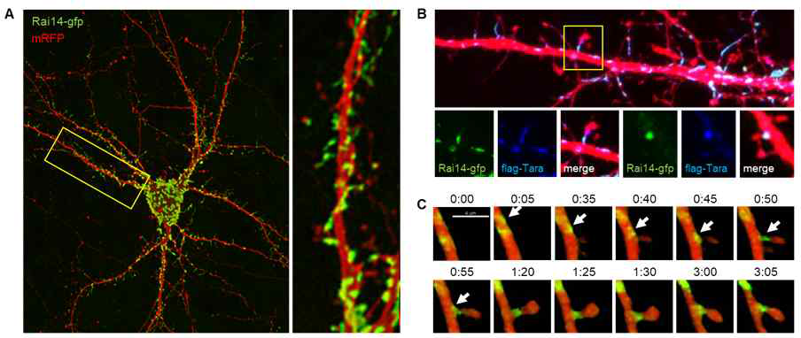 신경세포에서 Rai14-Tara 복합체가 dendritic spine에 위치하여 형성과정에 기능