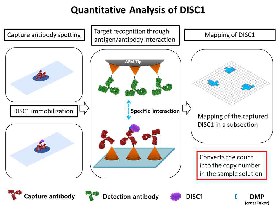 DISC1 항체를 이용한 AFM 분석기법 모식도