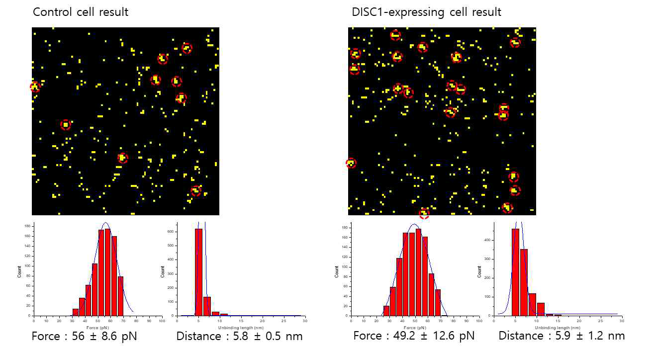 AFM을 이용한 단일 세포의 DISC1 정량 분석 결과