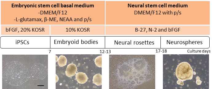 정상인 및 환자 유래 iPSC에서 형성된 EB로부터 신경줄기세포의 형성