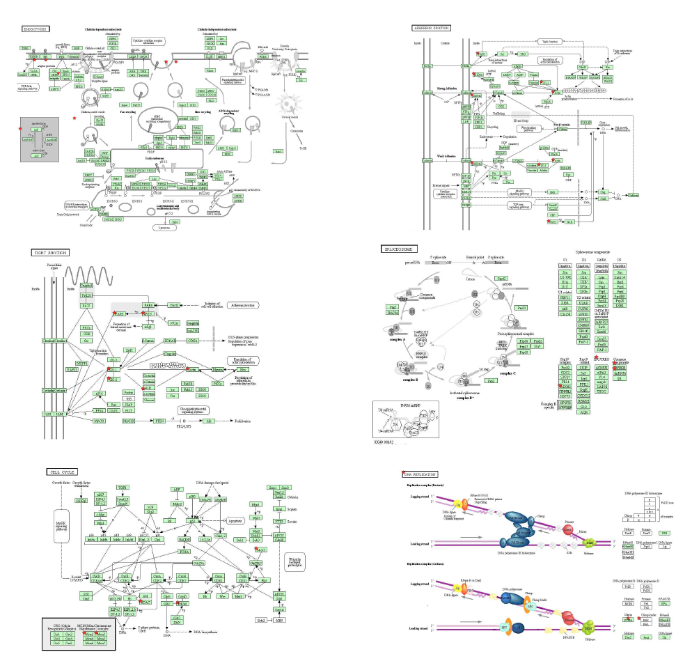 Signal pathway analysis with phosphopeptide extracted from hippocampal neural stem cells of developmental delay-model mice