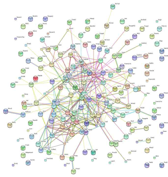 The connectome of brain development derived from RNA seq