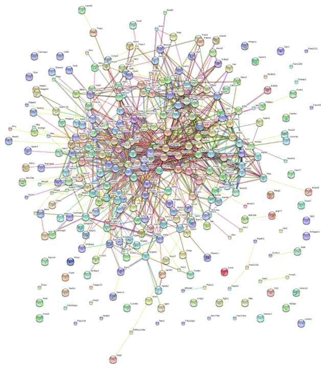 The connectome of brain development derived from phosphoproteomincs