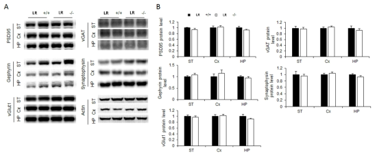 LR 넉아웃 마우스 뇌 시냅스 단백질 발현