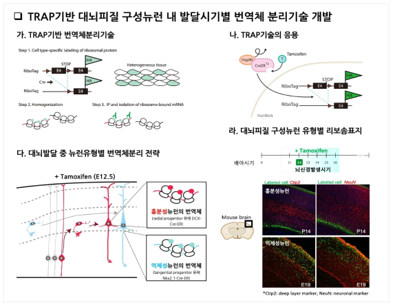 TRAP기반 대뇌피질 구성뉴런 내 번역체 분리기술 개발