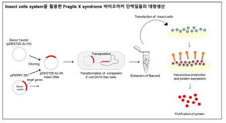 Insect 세포를 활용한 Fragile X syndrome 바이오마커 단백질들의 대량생산 파이프라인 구축